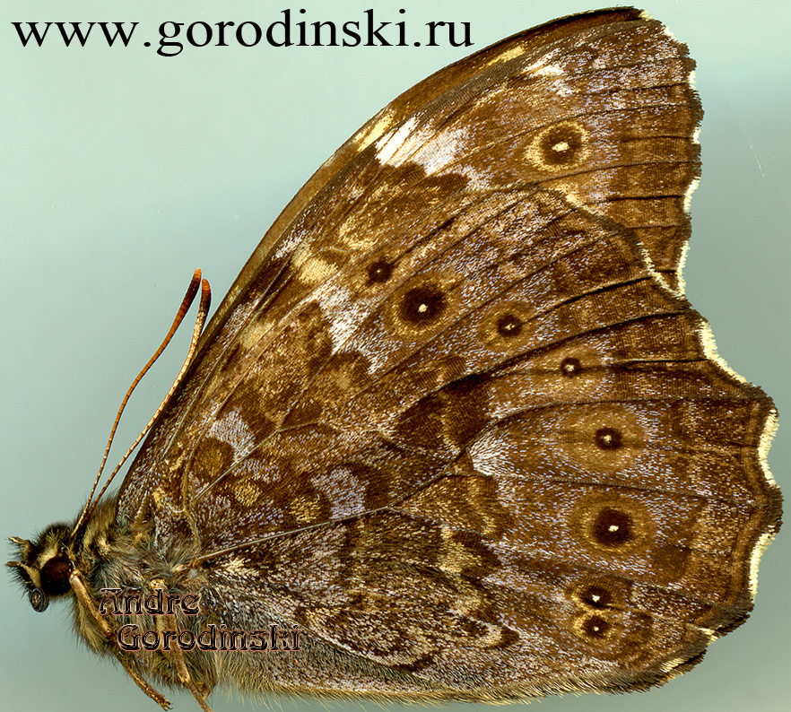http://www.gorodinski.ru/satyridae/Neope oberthuri.jpg